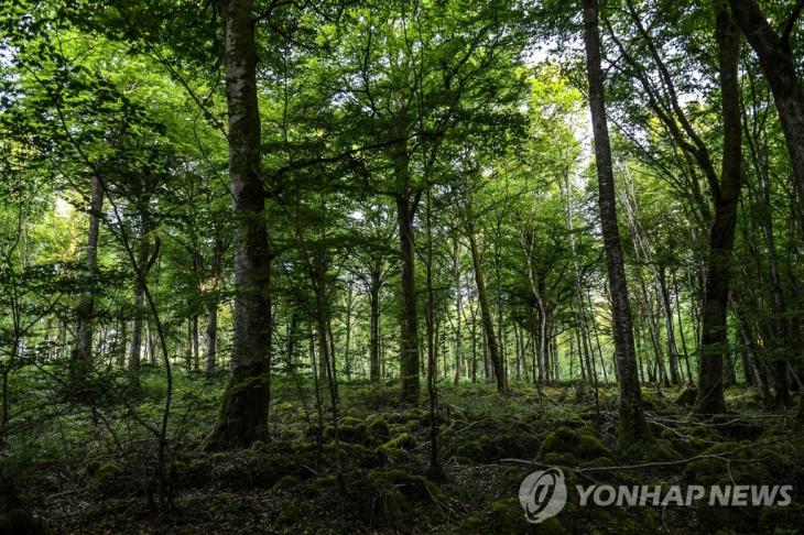 프랑스 샹파뉴 지방의 숲. 기사 내용과 직접적 관련 없음. [AFP=연합뉴스 자료사진]