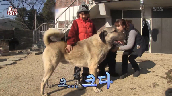 캉갈 / SBS 'TV 동물농장'