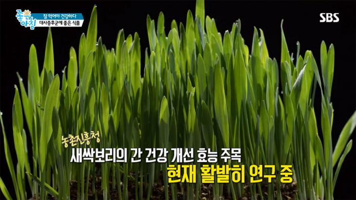 새싹보리 / SBS '좋은아침' 방송 캡처