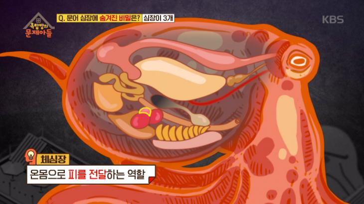 문어 심장 / KBS2 '옥탑방의 문제아들' 방송캡처