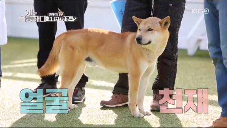KBS2 ‘개는 훌륭하다’ 방송 캡처