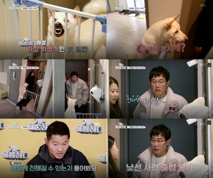 KBS2 '개는 훌륭하다' 방송 캡처
