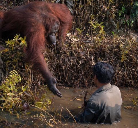 인도네시아 보르네오섬의 한 오랑우탄 보호구역에서 물속에 있는 사람을 향해 오랑우탄이 손을 내밀고 있다. [아닐 프라브하카 인스타그램 갈무리]