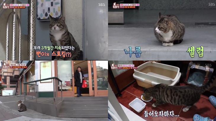 SBS ‘TV 동물농장’방송캡처