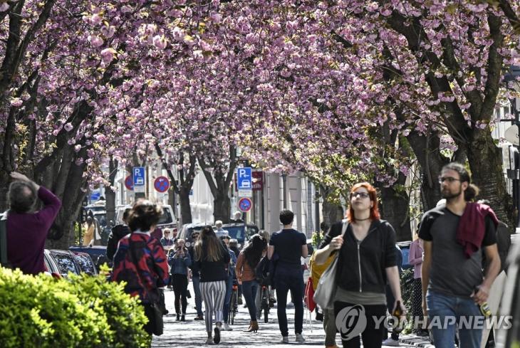 5일 독일 본에서 벚꽃을 보러 나온 사람들 [AP=연합뉴스]