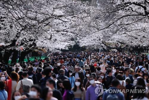 벚꽃 보는 도쿄의 상춘객…2주 후 확진자 급증. 2020년 3월 22일 일본 도쿄도(東京都) 소재 우에노(上野)공원에서 방문객들이 벚꽃을 구경하고 있다. 이로부터 2주 정도가 지난 가운데 도쿄에서는 신종 코로나바이러스 감염증(코로나19) 확진자가 급증하고 있다. 2020.4.6 / 연합뉴스