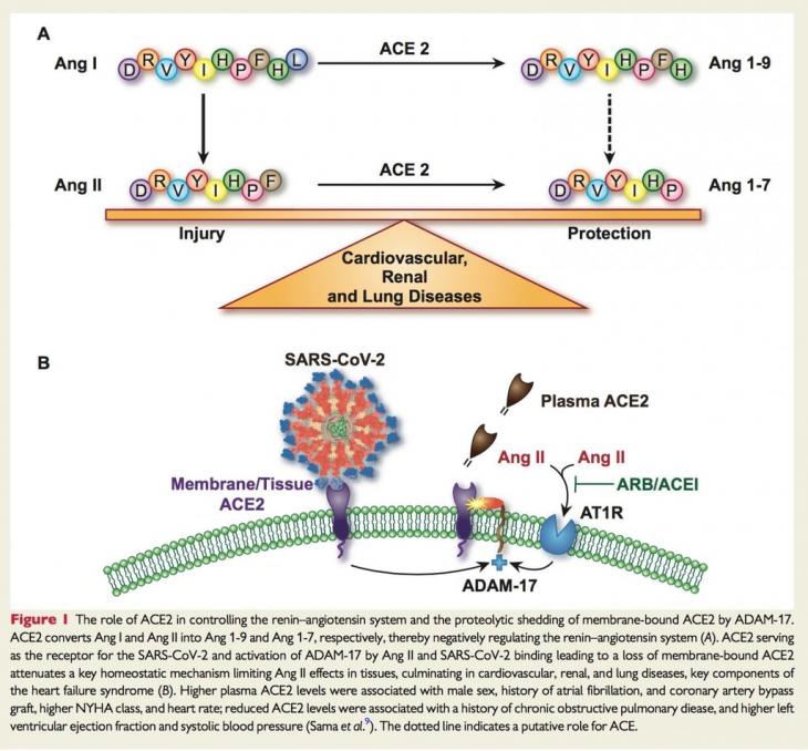 ACE2의 작용. 레닌-앤지오텐신계 제어에 관여하는 ACE2 수용체의 역할 [유럽 심장 저널 제공]