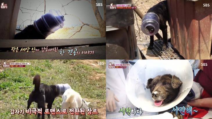 SBS ‘TV 동물농장’방송캡처