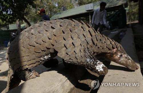 신종 코로나바이러스 중간 숙주로 지목된 천산갑 [EPA=연합뉴스 자료사진]