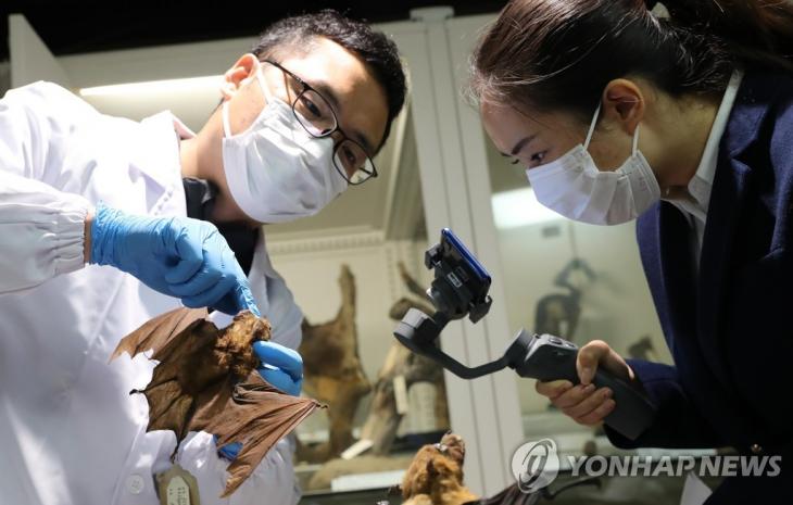 박쥐를 살펴보는 연구자. 사진은 기사와 관계 없음. [신화=연합뉴스 자료사진]