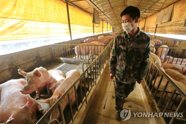 중국의 돼지 사육장 [EPA=연합뉴스 자료사진]