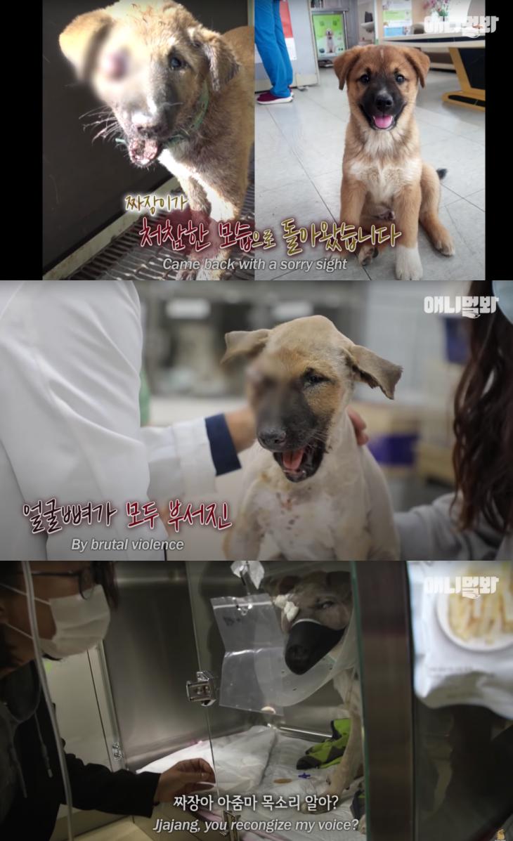 SBS 'TV동물농장X애니멀봐' 유튜브