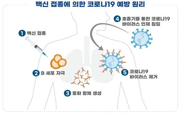 백신 접종에 의한 코로나19 예방 원리(사진=식품의약품안전처 제공)