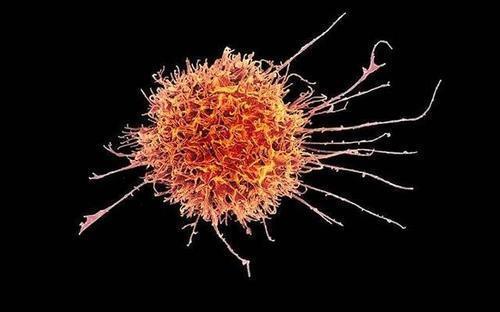 '자연살해세포'로 불리는 NK세포는 선천 면역을 담당하는 백혈구로서 바이러스 감염 세포나 암세포를 직접 파괴한다. 간과 골수에서 성숙하는 NK세포는 다른 면역세포의 증식을 유도하고, 면역반응 물질 사이토카인을 분비한다. [미국 NIAID(국립 알레르기 감염병 연구소)]