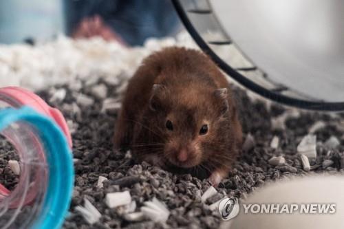 십자가에 햄스터 묶고 십자가에 햄스터 묶고