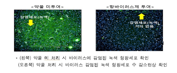 [서울=뉴시스] 질병관리청은 6일 오미크론 세부계통 바이러스(BA1, BA1.1, BA2)에 대한 먹는 치료제의 항바이러스 효능을 세포 수준에서 확인했다고 밝혔다. (사진=질병청 자료 캡처) 2022.05.06.