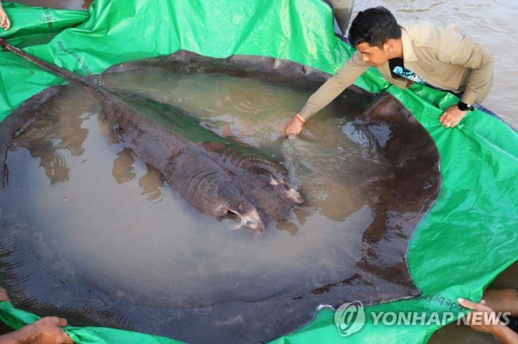 캄보디아 메콩강 유역에서 잡힌 초대형 노랑가오리[AFP=연합뉴스]