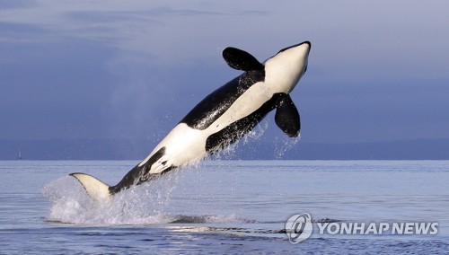 바다의 최상위 포식자 범고래[AP 연합뉴스 자료사진]