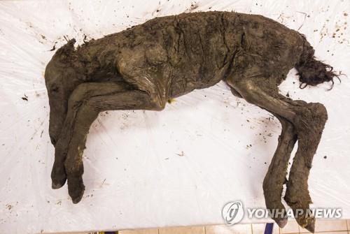 동토에서 튀어나온 4만년 전 유기물 새끼당나귀[EPA 연합뉴스 자료사진]