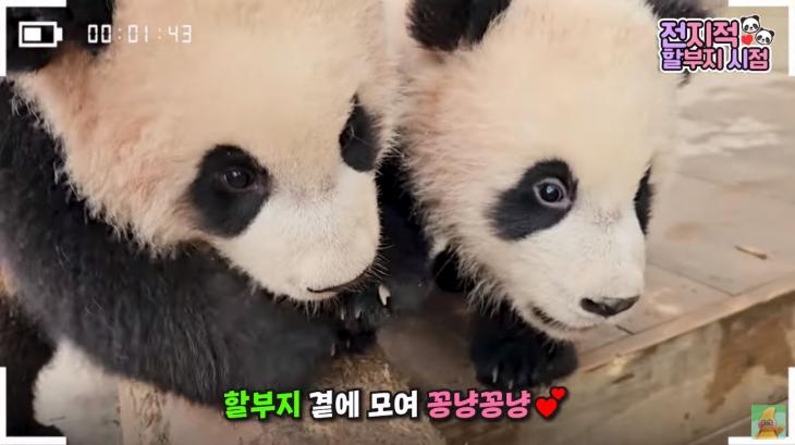 말하는 동물원 뿌빠TV 유튜브
