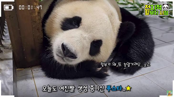 말하는동물원 뿌빠TV 유튜브