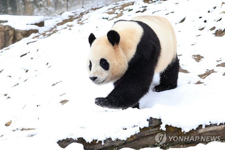 푸바오 / 에버랜드, 연합뉴스