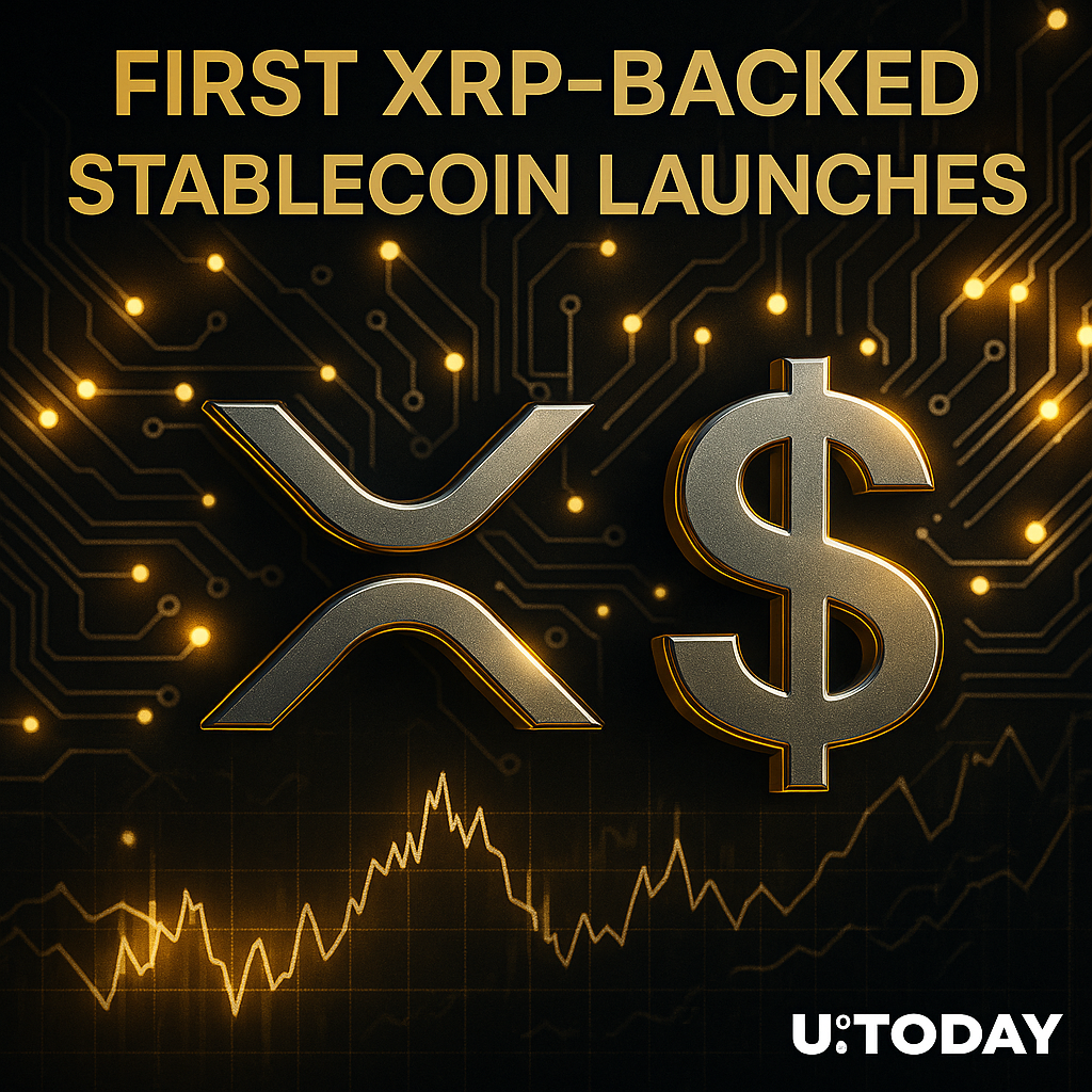 리플 플레어 네트워크 (87) 사진