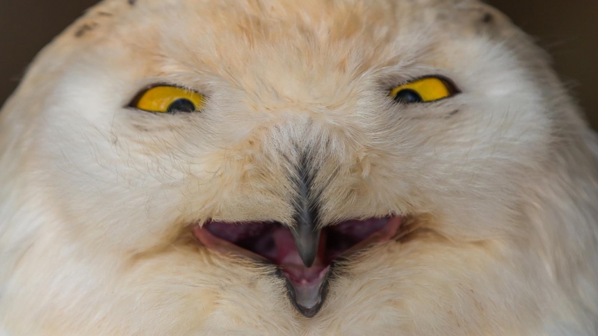 Do owls’ eyes really give them that wise appearance / Haydn Bartlett Photography, BBC