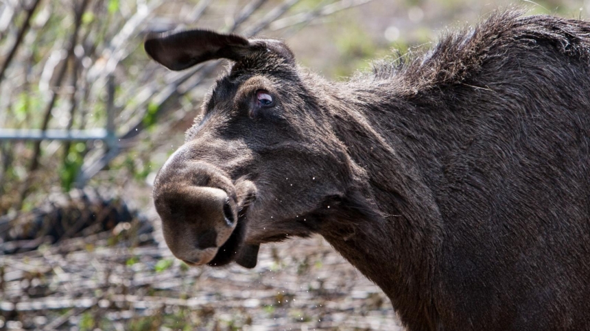 Female moose lack the impressive antlers / Atle H. Kleven, BBC