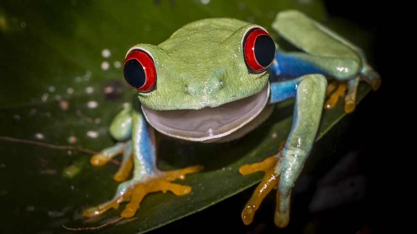 Red-eyed tree frogs use colour to frighten / Giorgia Marinoni, BBC