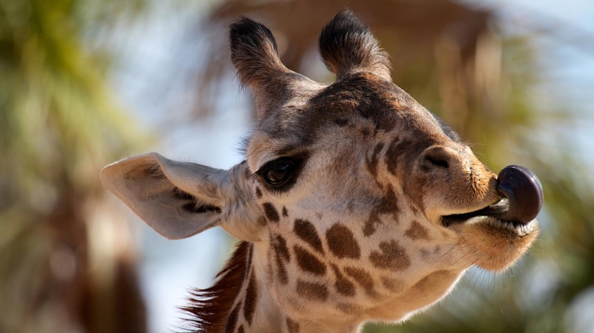 Giraffe’s have a half-metre long tongue / Mike Franks, BBC