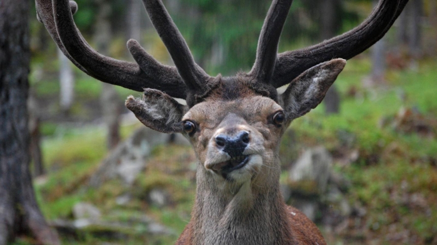Is this red deer staring to scare or just chewing the cud / Ranveig Marie Nesse, BBC