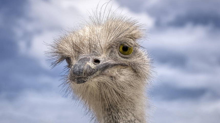 The ostrich is the largest living bird / Steven Fischkoff, BBC
