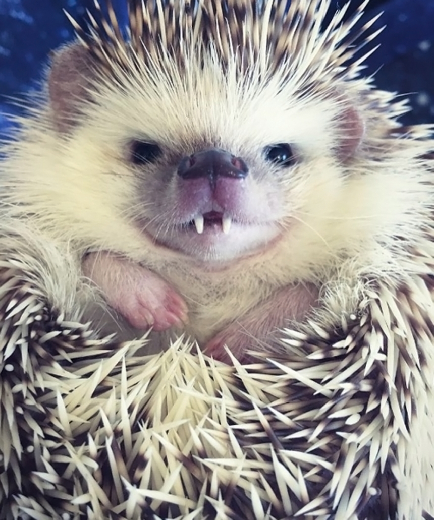 huffthehedgehog Instagram