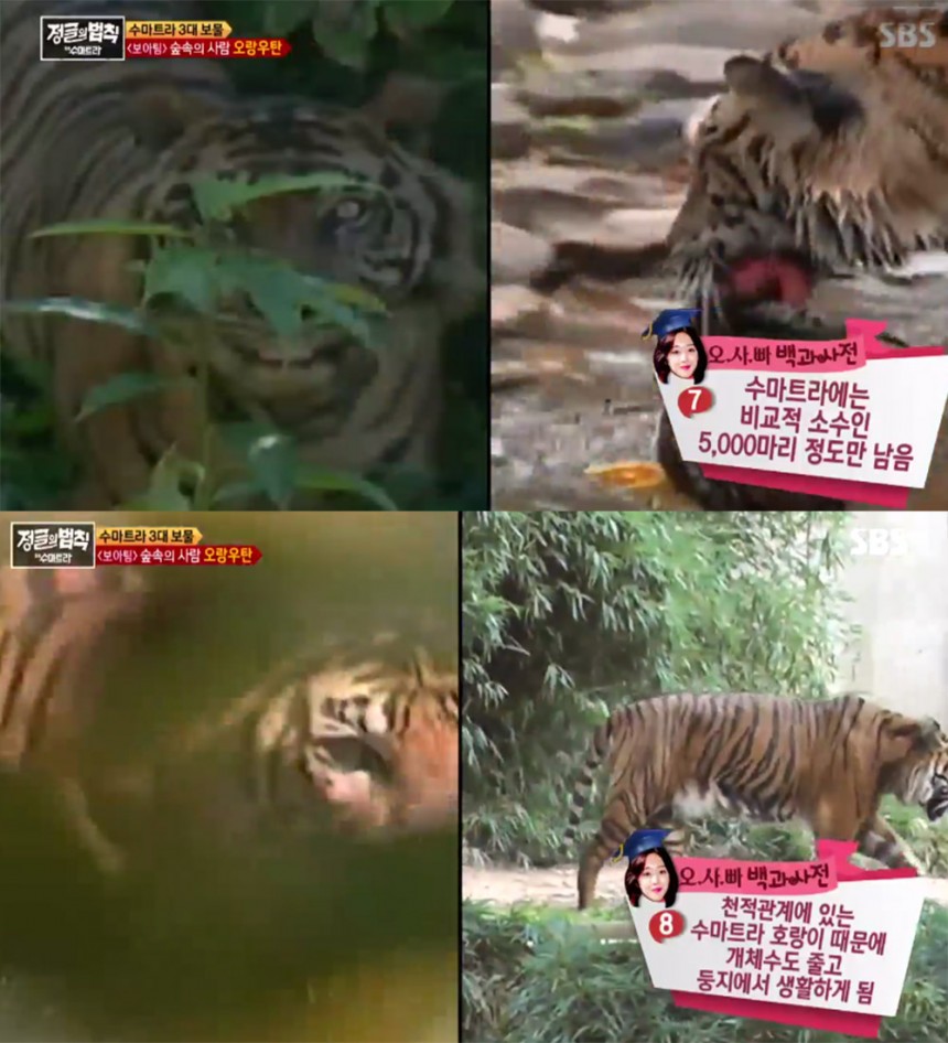 ‘정글의 법칙’ 조보아 / SBS ‘정글의 법칙’ 방송 캡처
