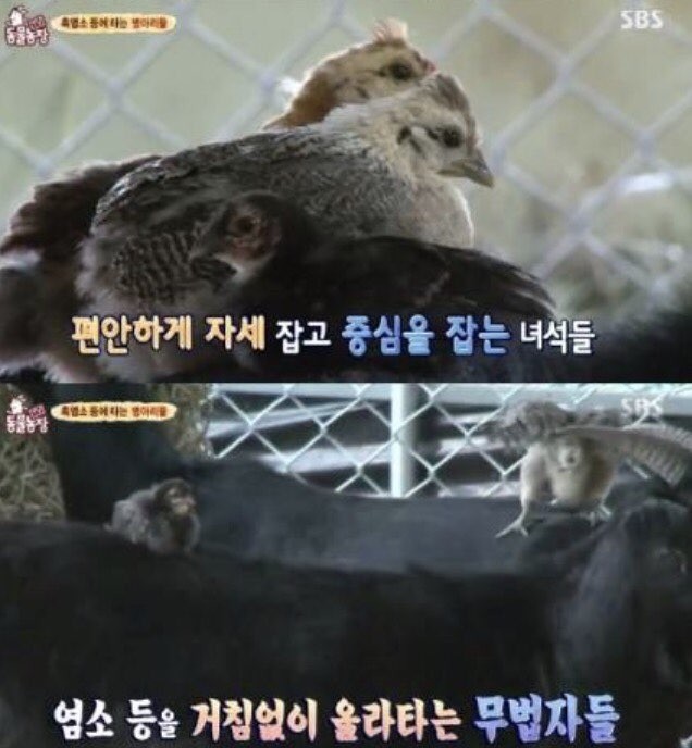SBS‘동물농장’ 방송화면 캡처