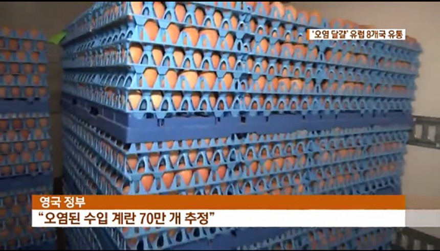 살충제 계란 / KBS뉴스 화면 캡처