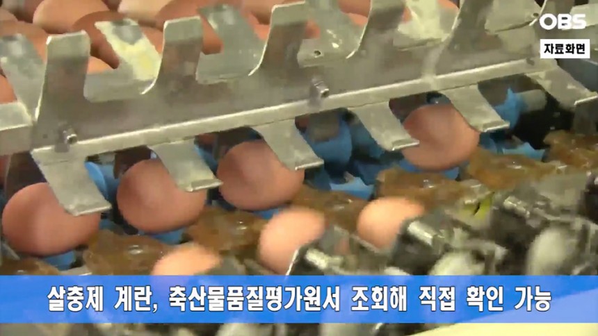 농장 49곳서 살충제 계란 ‘최종집계’ / OBS뉴스 화면 캡처