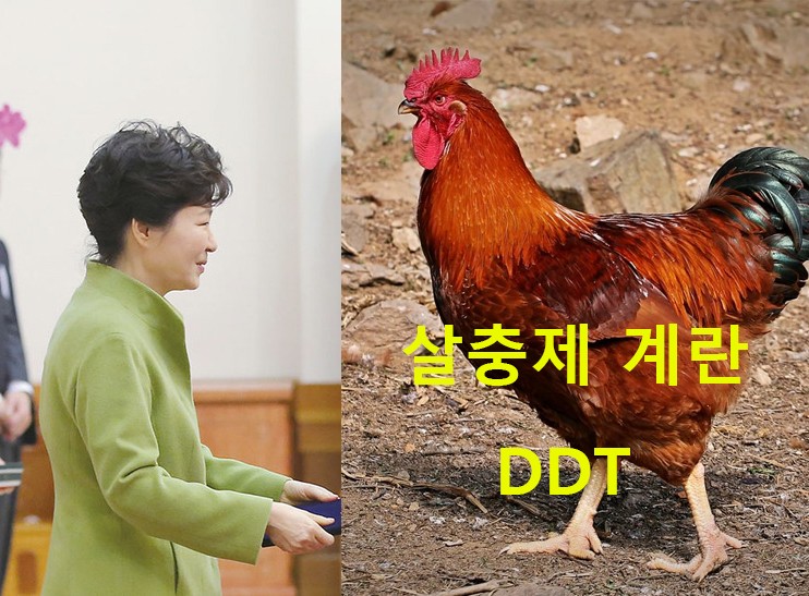 박근혜 전 대통령과 닭의 악연