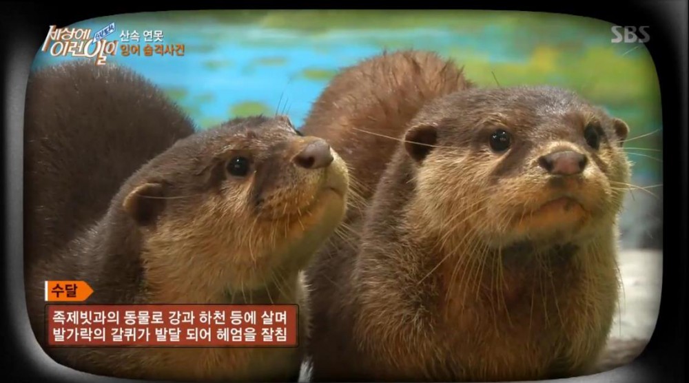 SBS ‘순간포착 세상에 이런 일이’ 방송 캡처 