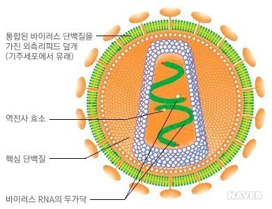 인간 면역 결핍 바이러스(HIV) / 네이버