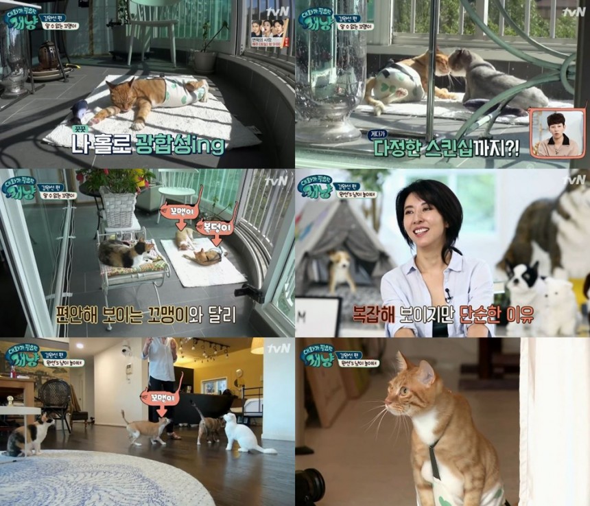tvN‘대화가 필요한 개냥’방송캡처