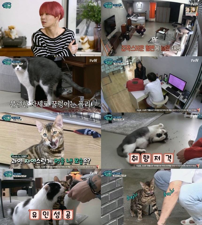 tvN ‘대화가 필요한 개냥’ 방송캡처