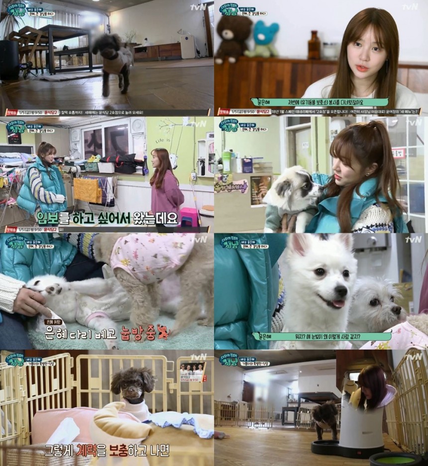 tvN ‘대화가 필요한 개냥’방송캡처