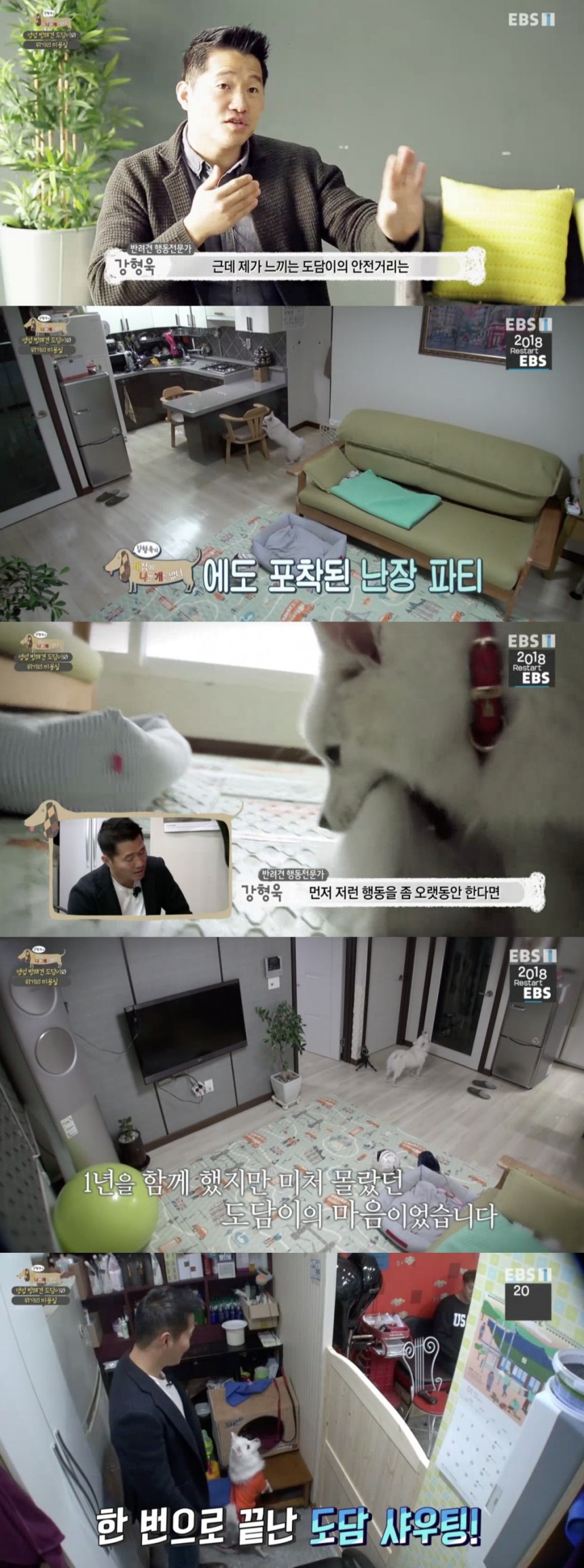 EBS1 ‘강형욱의 세상에 나쁜 개는 없다’ 방송 캡쳐 