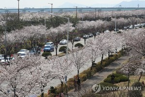 벚꽃 활짝…부산서 봄맞이 축제 다채