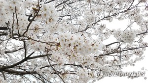 울산 동구에 2㎞ 벚꽃길이…남목3동서 7회째 벚꽃축제
