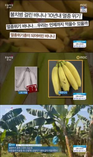 ‘생방송 오늘 아침’ 바나나 멸종될까...바나나 암 ‘파나마병’의 위협