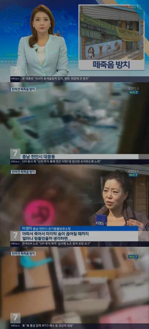 ‘KBS뉴스’ 나쁜 애견샵 때문에… 반려견 80마리 떼죽음