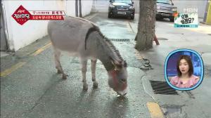 ‘생생 정보마당’ 강남구 신사동 ‘청춘식당미래소년’…도심 속 당나귀 레스토랑